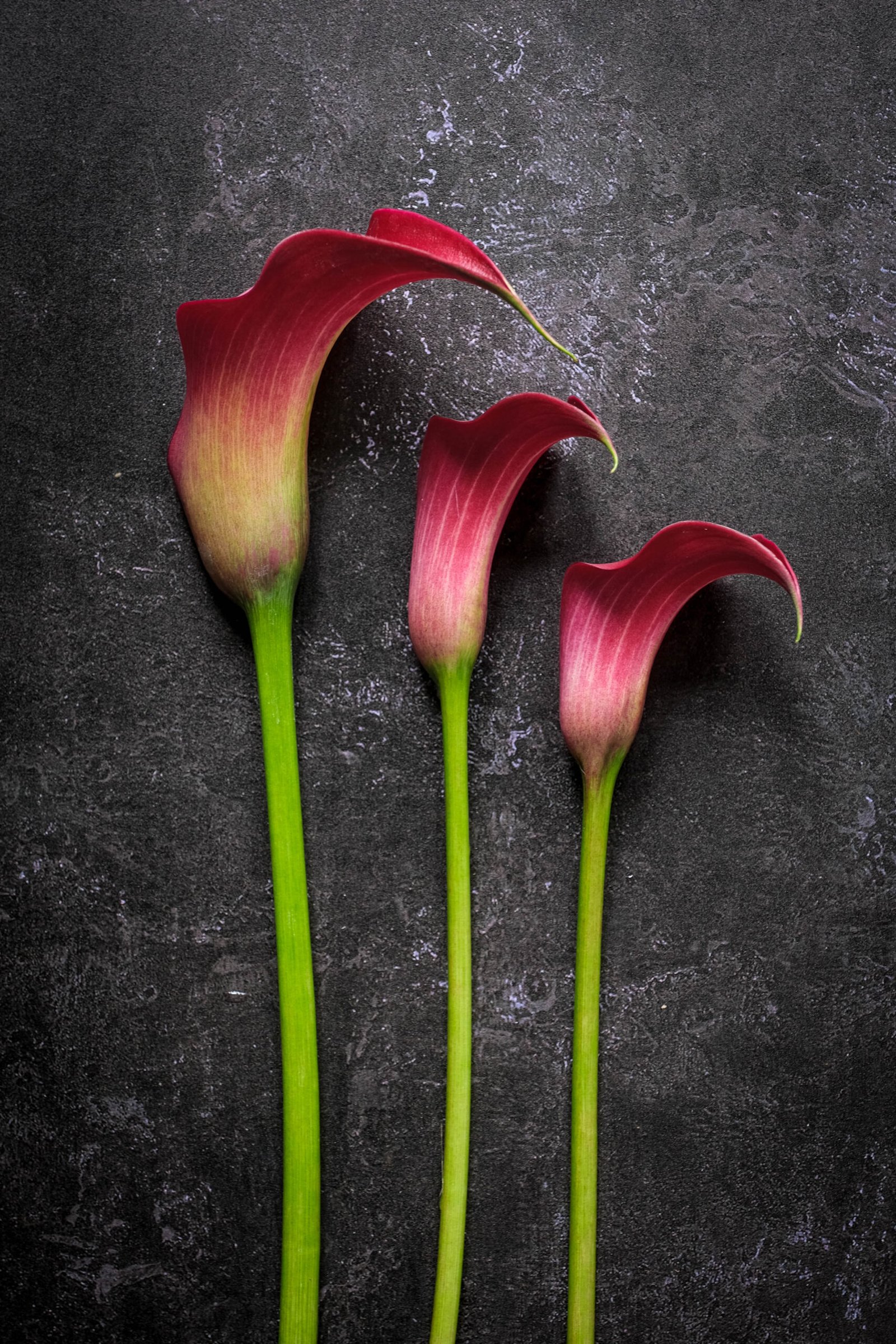 The three lilies, floral photography