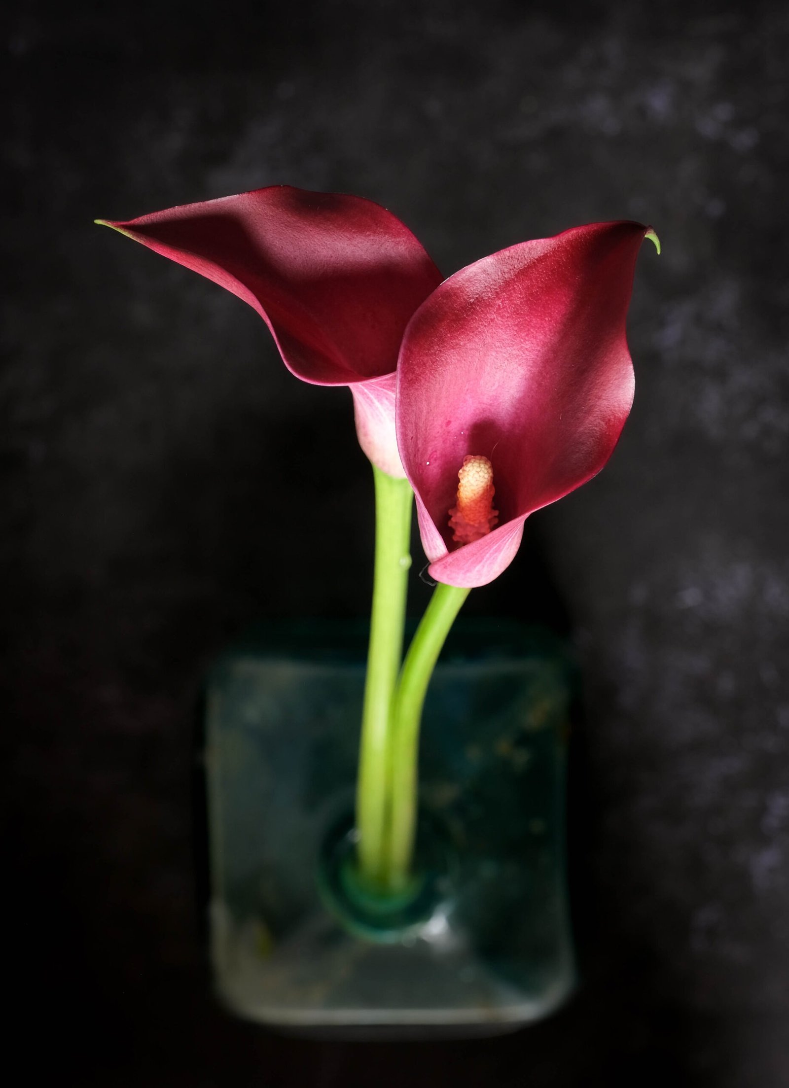 Lilies in a jar - Floral photography