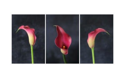 Floral Triptychs. A Photography Exploration