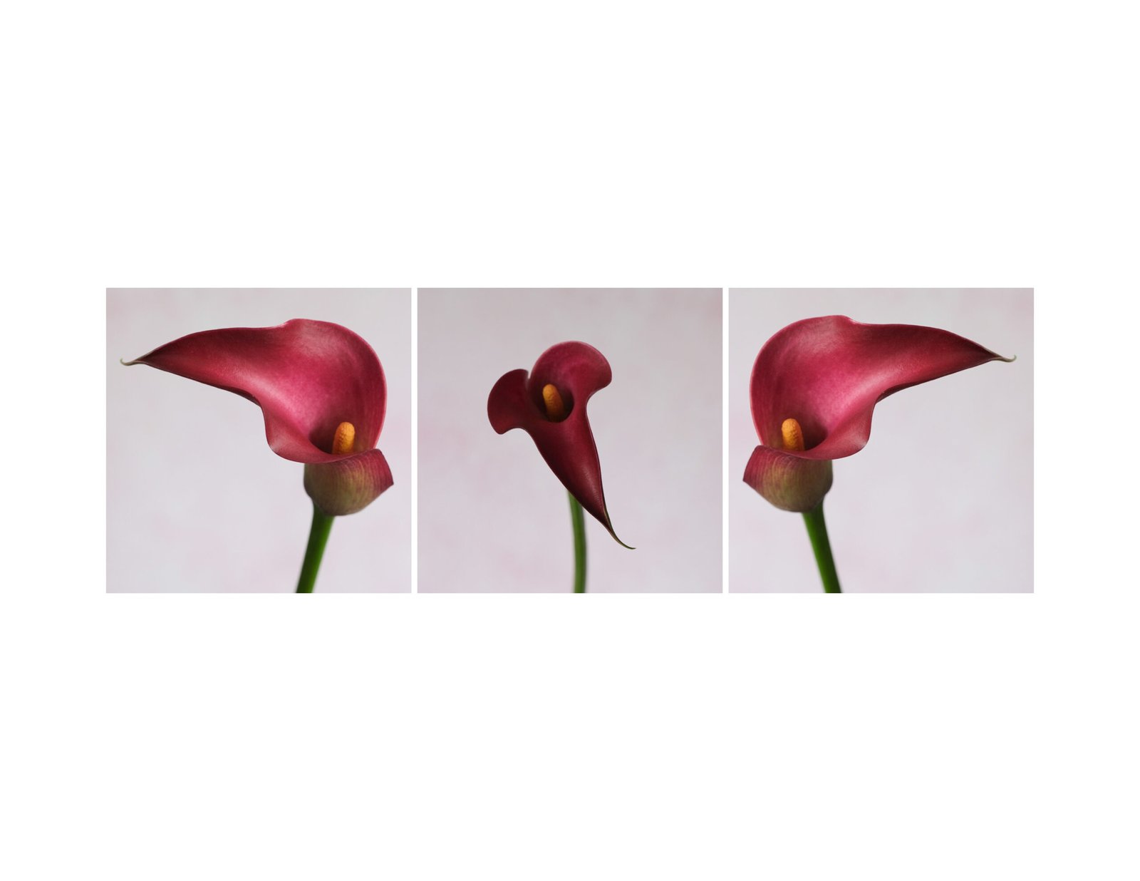 A floral triptych using a lily