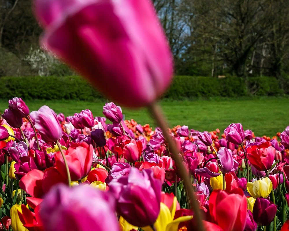 Winnie the dog in the poppy fields at Darts Farm, Topsham.